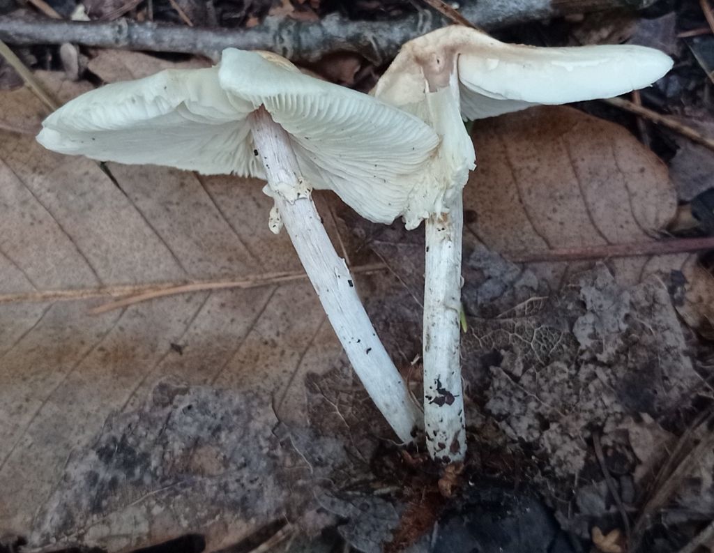 Lepiota sp.